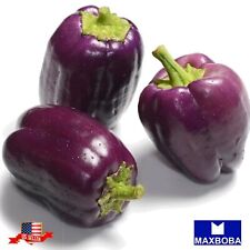 Fresh Sweet - Purple Beauty Seeds Pepper Non-GMO Heirloom  Vegetable Garden picture