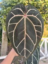 Large Anthurium Zara  Doc Block With tag  | U.S seller picture