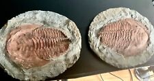 Rare Natural Large Trilobite Nodule- CAMBROPALLAS  Split Pair picture