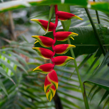 Rhizomes of HELICONIA ROSTRATA HANGING LOBSTER CLAW LIVE EXOTIC TROPICAL PLANT picture