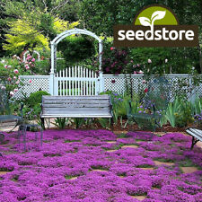 Creeping Thyme Seeds | Non-GMO | Herb Seeds | Seed Store |  | 1159 picture