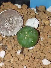 10 Koehres V San Francisco cactus cacti rare seedlings picture
