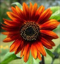 20 Hybrid Orange Sunflower Seeds. Colorful. Beautiful Vibrant Color . picture