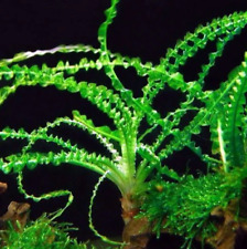 Crinum Calamistratum Live Aquarium Plants picture