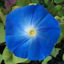 Heavenly Blue Morning Glory Seeds | Non-GMO |  | Seed Store | 1181 picture