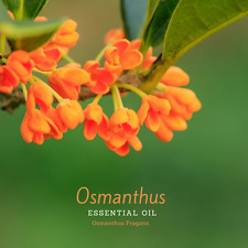 Osmanthus Essential Oil, (Osmanthus fragans). 100% Pure and natural. picture