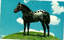 Vintage Postcard- Horse on Schulte Ranch, Mexia, TX. 1960s picture