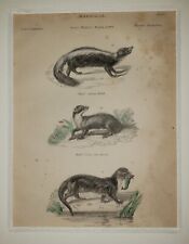 ALEXANDER FRANCIS LYDON (1836–1917) Original ANTIQUE Colored Engraving Skunk picture