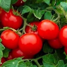 Cherry Tomato Seeds Large | NON-GMO |  Heirloom | Fresh Vegetable Seeds picture