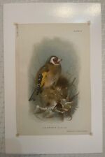 British birds - 8 Different Prints - Chromolithograph Antique Art. picture