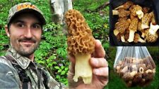 Morel Mushroom Spores in Sawdust Bag Jumbo Grow Kit Makes 25 gal  picture