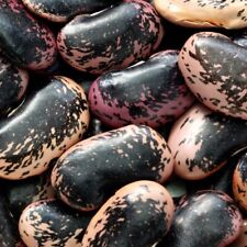 Scarlet Runner Bean Seeds  | NON-GMO | Fresh Garden Seeds picture