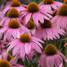 Purple Coneflower Seeds | Non-GMO |  | Seed Store | 1259 picture