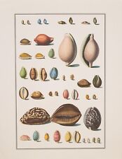 Vintage Lithograph Taxonomy of Seashells - archival poster Antonio Pazzi picture