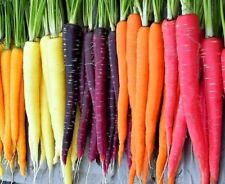 Rainbow Blend Carrot Seeds | Heirloom | Non-GMO | Fresh Garden Seeds picture