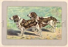 DOG Springer Spaniel (Welsh ), Rare Antique 100-Year-Old French Dog Print picture