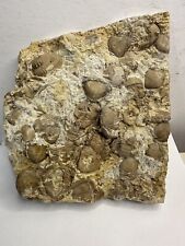 Oklahoma Trilobite Multi-Plate, Homotelus Bromidensis, Carter County, Oklahoma picture