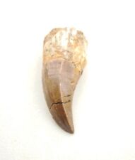 Large Rare Mosasaur Hoffmanni Teeth: Tylosaurus Fossil from Cretaceous Morocco picture