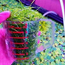 1 Cup Guppy Grass Live Aquarium Plan Aquatic Plant Buy 2 Get 1 Free picture