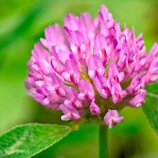 Medium Red Clover Cover Crop Seeds For Planting - NON-GMO - Heirloom- Inoculated picture