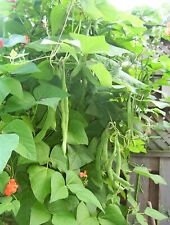 BEANS - (Pole) SCARLET RUNNER BEAN SEED - Heirloom - QTY: 50 picture