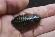 Adult Female Dubia Roaches picture
