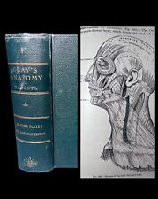 RARE 1907 Antique Medical Book Gray's Anatomy Illustrated Human Body Oddities picture