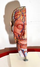 3B Scientific C14 Half Head Model w/ Neck Muscles Blood Vessels & Nerve Branches picture