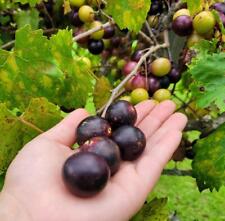  Muscadine | 5-50+ Seeds | Vitis Rotundifolia | Southern Grape | Super Sweet  picture