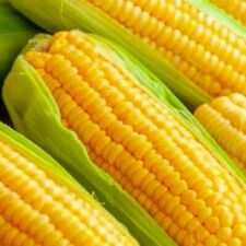 Golden Bantam Corn Seeds  | Non-GMO | Heirloom  | Fresh Garden Seeds picture