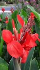 Lot Of (7) FRESH Red Canna Lily Bulbs with Green Leaf - 2024 Crop - SHIPS FREE picture