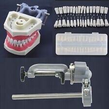 Columbia Dentoform 860 Dental Typodont Model 32pcs Removable Teeth Mounting Pole picture