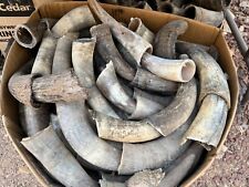Bull horns cow steer Horn (one pair only)  RAW NATURAL 8