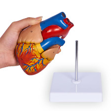Life Size Human Heart Model, Anatomically Accurate 2-Partmedical Model with 48 A picture