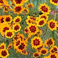 Plains Coreopsis Seeds | Non-GMO |  | Seed Store | 1271 picture