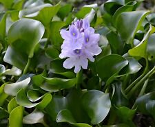 12 Water Hyacinth Plants - Pond Plant -Pond Flower - Great for Koi Ponds picture