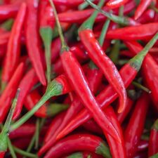 Hot Cayenne Pepper Seeds | Heirloom & Non-GMO | Fresh Vegetable Seeds picture