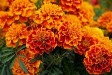 Mixed Marigold Seeds, Sparky Mix, French Marigolds, Bulk Seeds, Heirloom 1,000ct picture