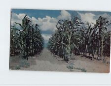 Postcard Tall Corn In Iowa picture