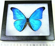 Morpho cacica REAL FRAMED BUTTERFLY BLUE PERU picture