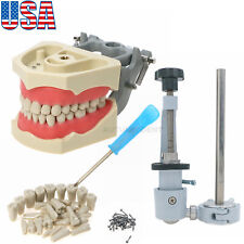US Columbia Dentoform 860 Type Dental Typodont Model With 32pcs Removable Teeth picture