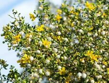 Creosote Bush seeds (Larrea tridentata) 1000+ seeds -BULK- picture