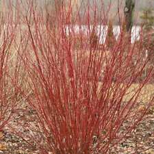 ARCTIC FIRE® Red - Redtwig Dogwood -Proven Winner-4