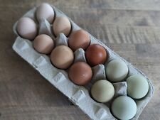 12 - Fresh and Fertilized Barnyard Mix Rainbow Assortment Chicken Hatching Eggs picture
