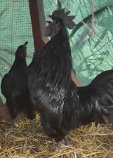 10+ Ayam Cemani Hatching Eggs, High Fertility, No More Than 2 Days Old When Sent picture