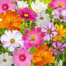Cosmos Flowers Seed Mix, 10 Beautiful Cosmos Varieties, Colorful,  picture