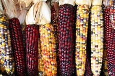50 Treated Indian Ornamental Corn Seeds Heirloom Non-GMO USA Seller picture