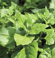 New Zealand Spinach (30-12,800) Seeds Tetragonia Bulk Drought & Heat tolerant OP picture