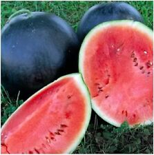 Black Diamond Watermelon Seeds, NON-GMO, Large Watermelon,  picture