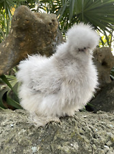 (6) RARE Self Blue/Lavender Silkie Hatching Eggs - Poss Showgirl, Cuckoo, Mot picture